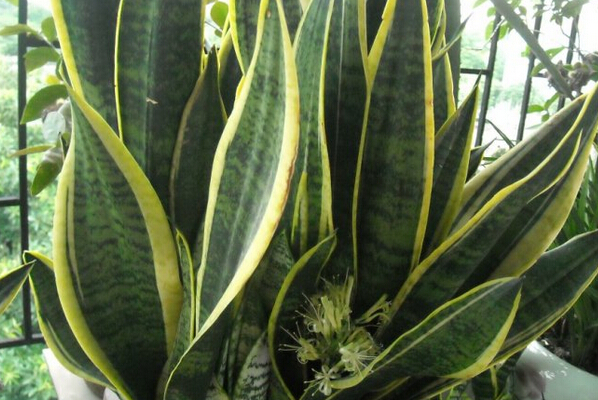 金邊虎皮蘭圖片 金邊虎皮蘭開花有毒嗎 花卉養(yǎng)殖方法