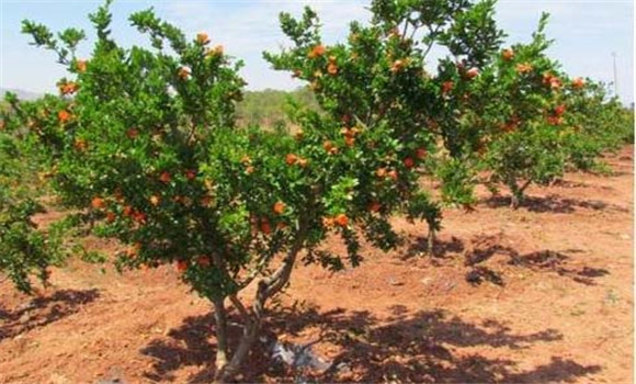 石榴樹(shù)的種植方法