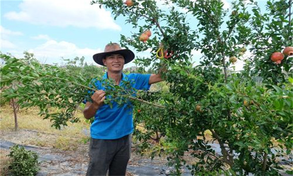 石榴樹(shù)整形修剪方法