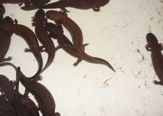 娃娃魚養(yǎng)殖技術