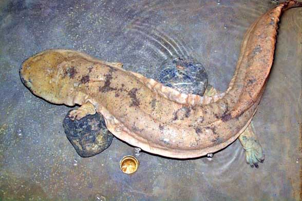 娃娃魚的養(yǎng)殖技術(shù)