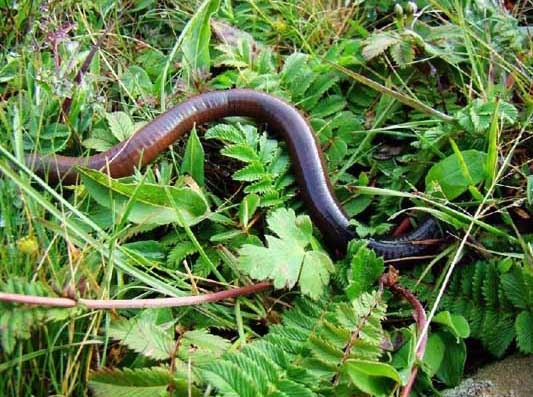 蚯蚓的生活習(xí)性 蚯蚓養(yǎng)殖