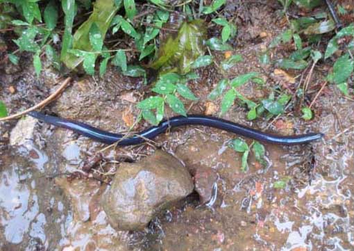 蚯蚓吃什么食物 蚯蚓的養(yǎng)殖技術