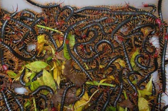 蜈蚣養(yǎng)殖前景 蜈蚣飼養(yǎng)管理方法