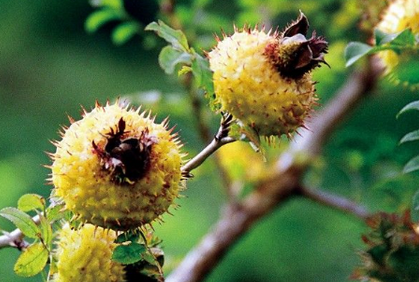 刺梨的營養(yǎng)價(jià)值 吃刺梨的好處 刺梨的營養(yǎng)價(jià)值