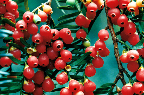 紅豆杉的藥用價(jià)值 紅豆杉的功效 紅豆杉的功效與作用