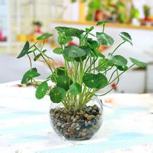 金錢(qián)草的功效與作用 金錢(qián)草的食用方法 金錢(qián)草