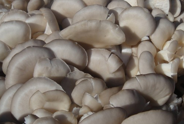 鳳尾菇的功效與作用 吃鳳尾菇的好處 經(jīng)濟(jì)作物的作用