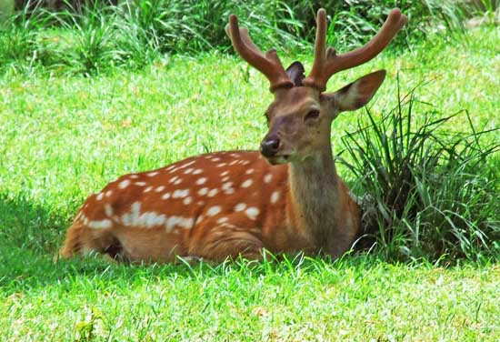 梅花鹿的高效養(yǎng)殖技術(shù) 梅花鹿養(yǎng)殖技術(shù)