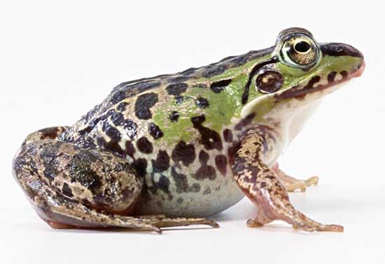 雞養(yǎng)殖技術