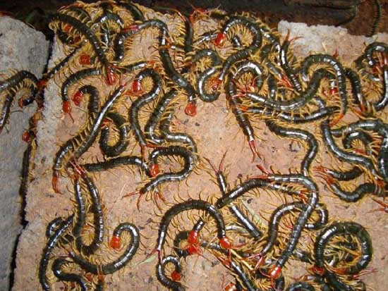 蜈蚣養(yǎng)殖技術(shù) 蜈蚣養(yǎng)殖