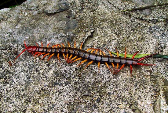 蜈蚣養(yǎng)殖技術(shù) 蜈蚣養(yǎng)殖