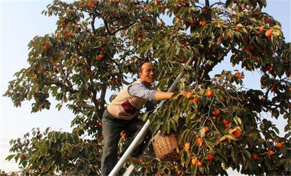 柿子怎么采摘、柿子采收方法