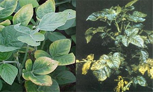 如何判斷植物缺少氮、磷、鉀元素