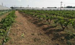 無花果的栽培技術(shù)要點有哪些？