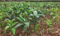 沃柑如何種植，種植沃柑應(yīng)該注意哪些問題？