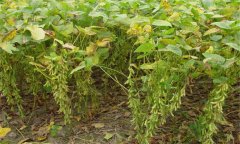 大豆有哪些常見病害，如何防治？