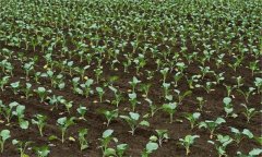 西蘭花什么時(shí)間種植比較合適,需注意哪些問題