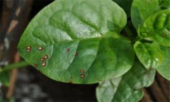 木耳菜的常見病蟲害有哪些？怎么防治？