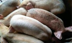 豬黑斑病的癥狀有哪些，豬黑斑病用什么藥治療