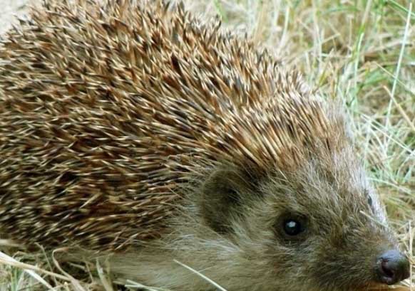 刺猬的養(yǎng)殖技術(shù) 特種動(dòng)物養(yǎng)殖
