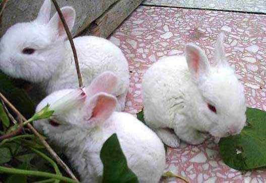 獺兔養(yǎng)殖技術及視頻指導 獺兔養(yǎng)殖