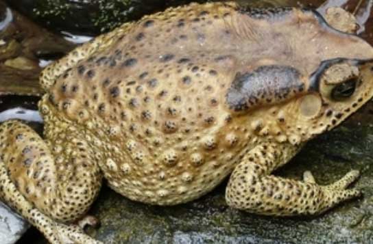 蟾蜍養(yǎng)殖技術(shù) 蟾蜍養(yǎng)殖技術(shù)