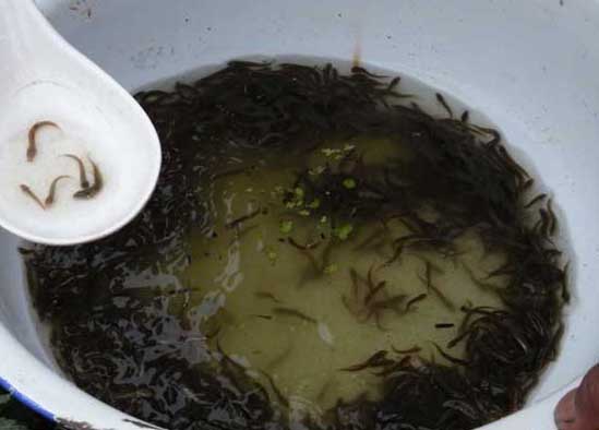 泥鰍的養(yǎng)殖技術