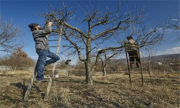 蘋果樹修剪的原則