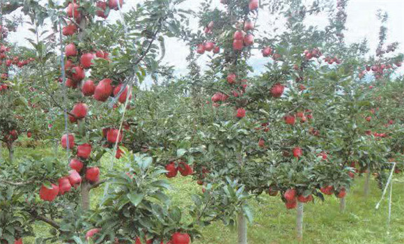 紡錘形蘋果樹(shù)的結(jié)構(gòu)特點(diǎn)