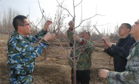 紡錘形蘋果樹(shù)的整形修剪方法