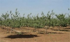 蘋(píng)果種植園的早中晚品種搭配方式 蘋(píng)果園建設(shè)須