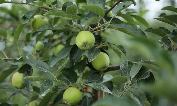 蘋果坐果率低的原因是什么