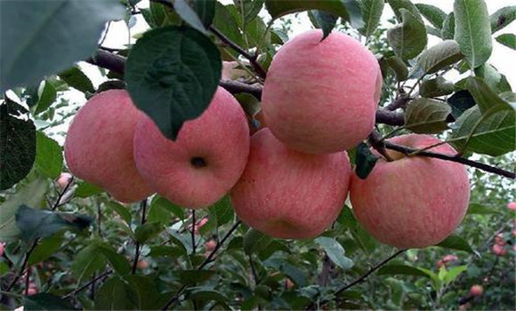 煙臺(tái)蘋(píng)果什么時(shí)候成熟