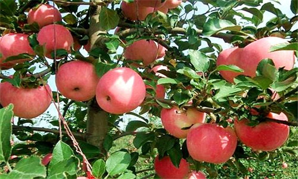 煙臺(tái)蘋(píng)果幾月份成熟 吃蘋(píng)果的好處有哪些