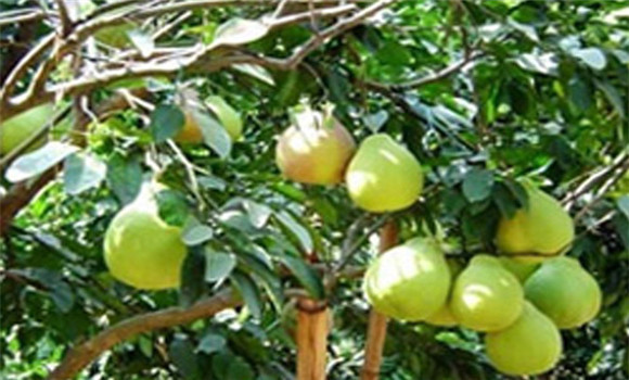 我國(guó)有哪些早熟梨樹(shù)優(yōu)良品種