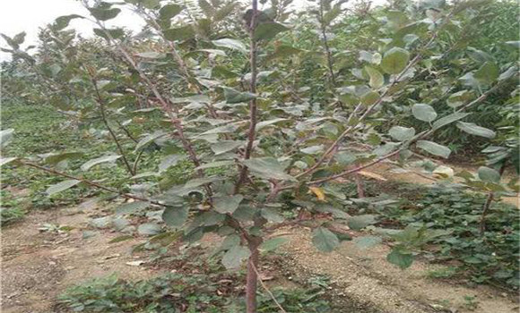 選用壯苗，促樹盡快成形