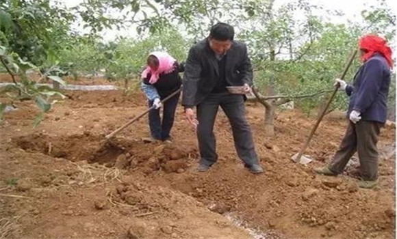 梨樹(shù)基肥的施肥時(shí)間與方法