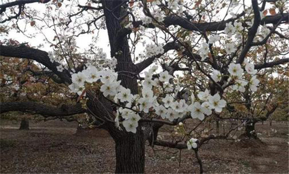 梨樹(shù)追肥時(shí)間與方法