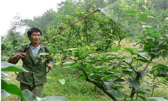 梨樹(shù)根外追肥時(shí)間與方法