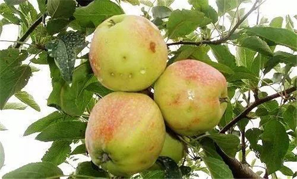 蘋(píng)果樹(shù)蟲(chóng)害及其防治方法