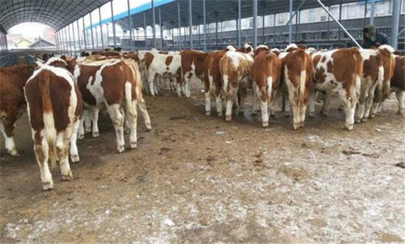 養(yǎng)牛場(chǎng)數(shù)目減少，經(jīng)營規(guī)模擴(kuò)大