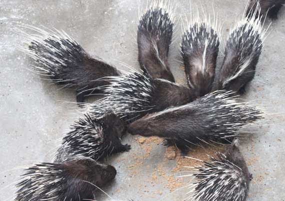 豪豬的養(yǎng)殖技術