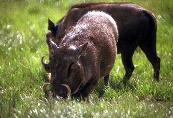 野豬仔豬黃痢病的防治方法 仔豬疾病防治