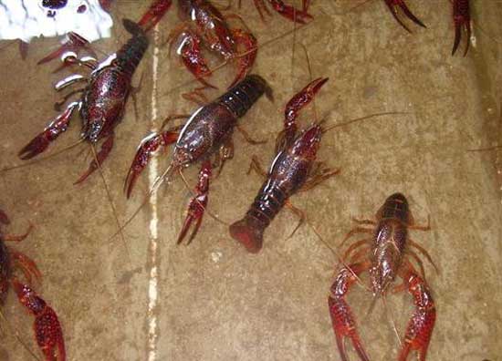 淡水小龍蝦的養(yǎng)殖技術(shù)及視頻指導(dǎo) 小龍蝦養(yǎng)殖技術(shù)