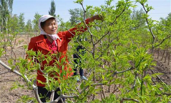 棗樹(shù)春季修剪的時(shí)間和方法