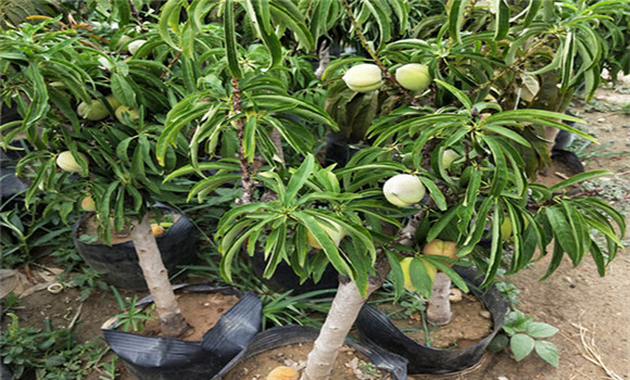 怎樣養(yǎng)好盆栽桃樹