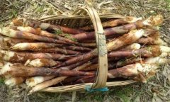 竹筍有哪些種類和優(yōu)良栽培種？