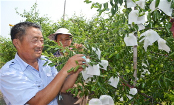 棗樹多果套袋技術