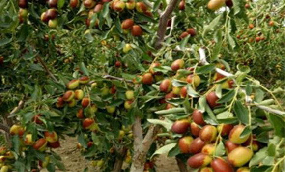 棗樹多果套袋技術的效果